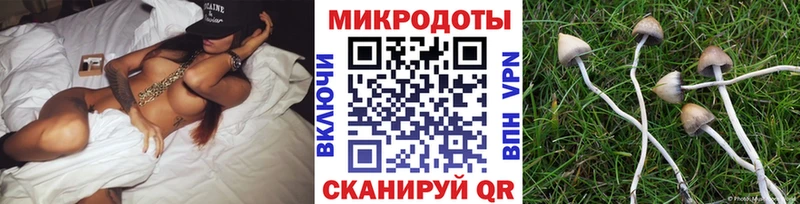 Псилоцибиновые грибы Psilocybine cubensis  Ильский 